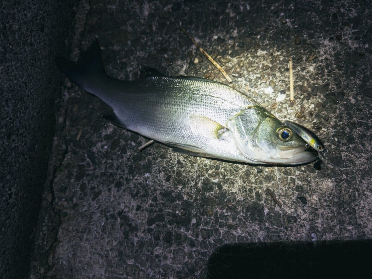 【徳島釣り】チヌトップは不発でヒラセイゴ