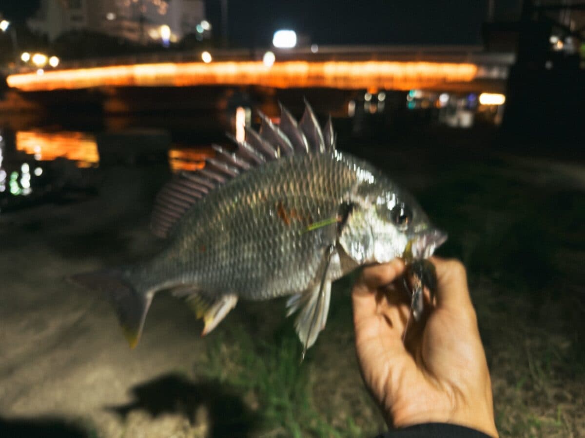【徳島市チニング】軽く21時からチヌ釣り