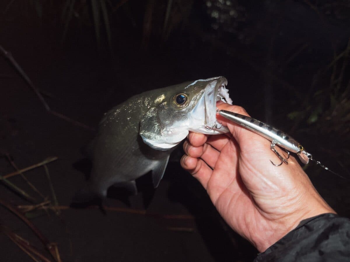【徳島釣り】パニッシュ70Fでヒラセイゴ