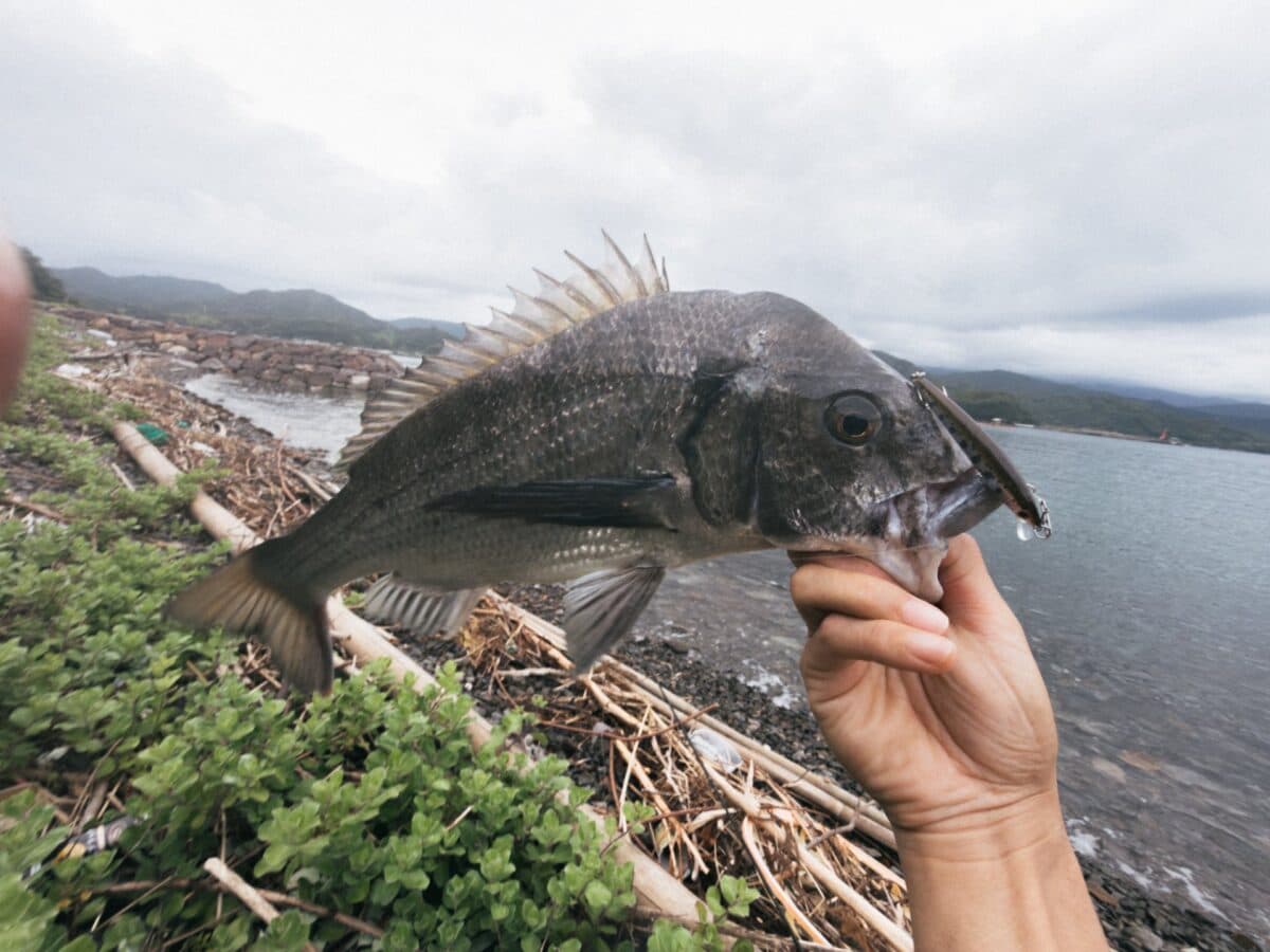 【徳島釣り】パニッシュ70Fにチヌ