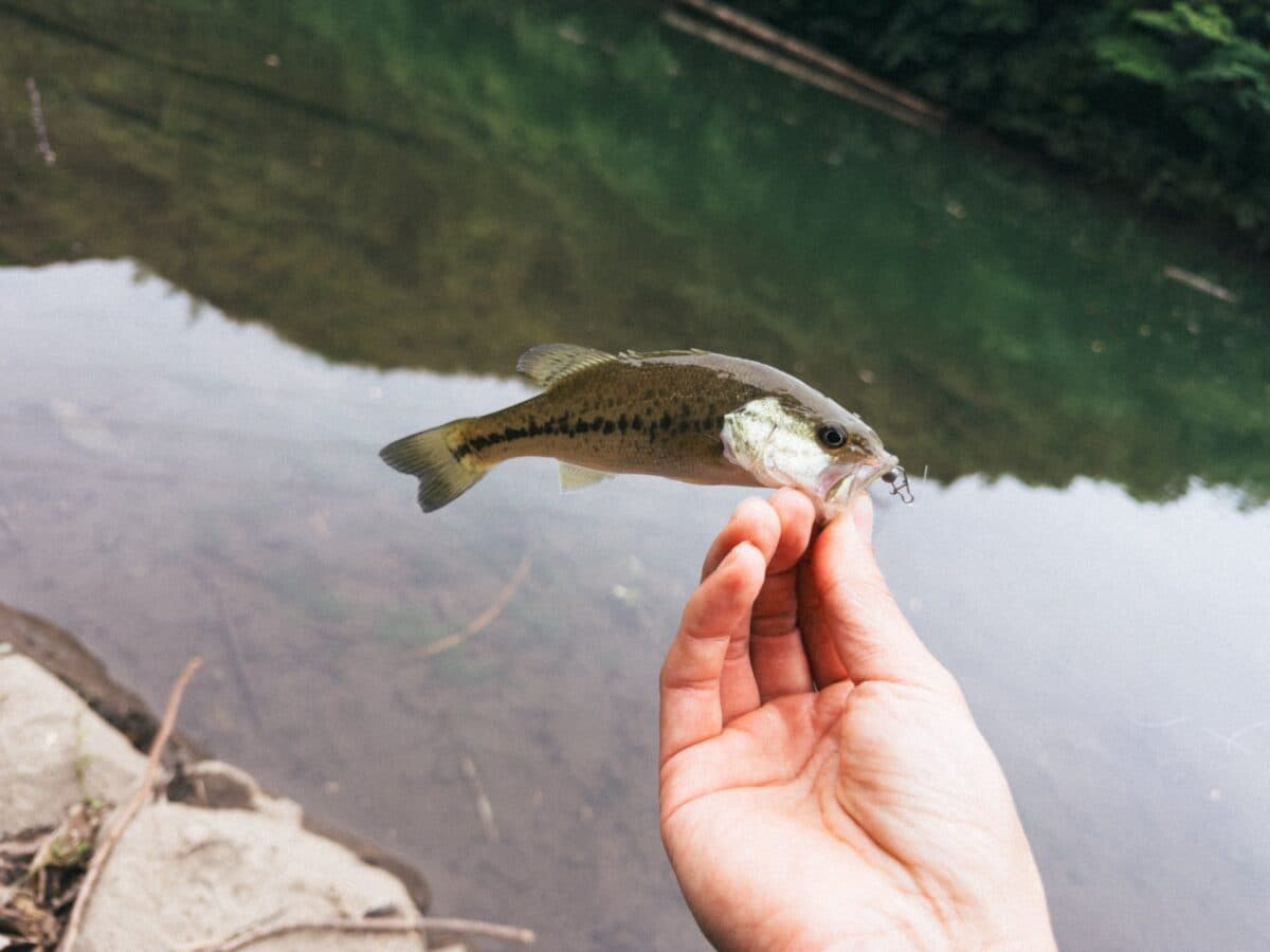 【徳島釣り】バス釣り、こんなに難しかったっけ?