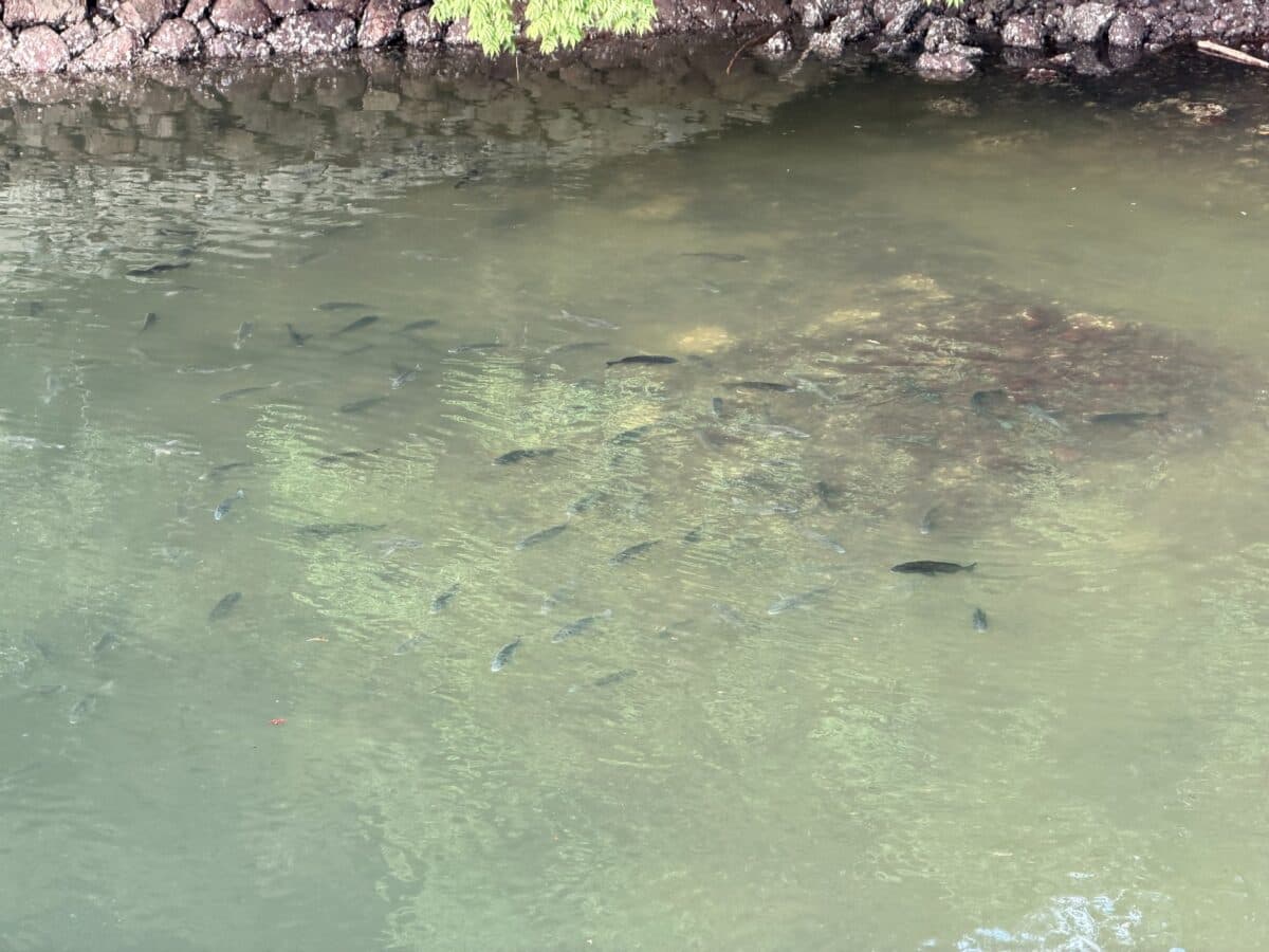 【徳島釣り】梅雨の初夏のサーフで大物登場!