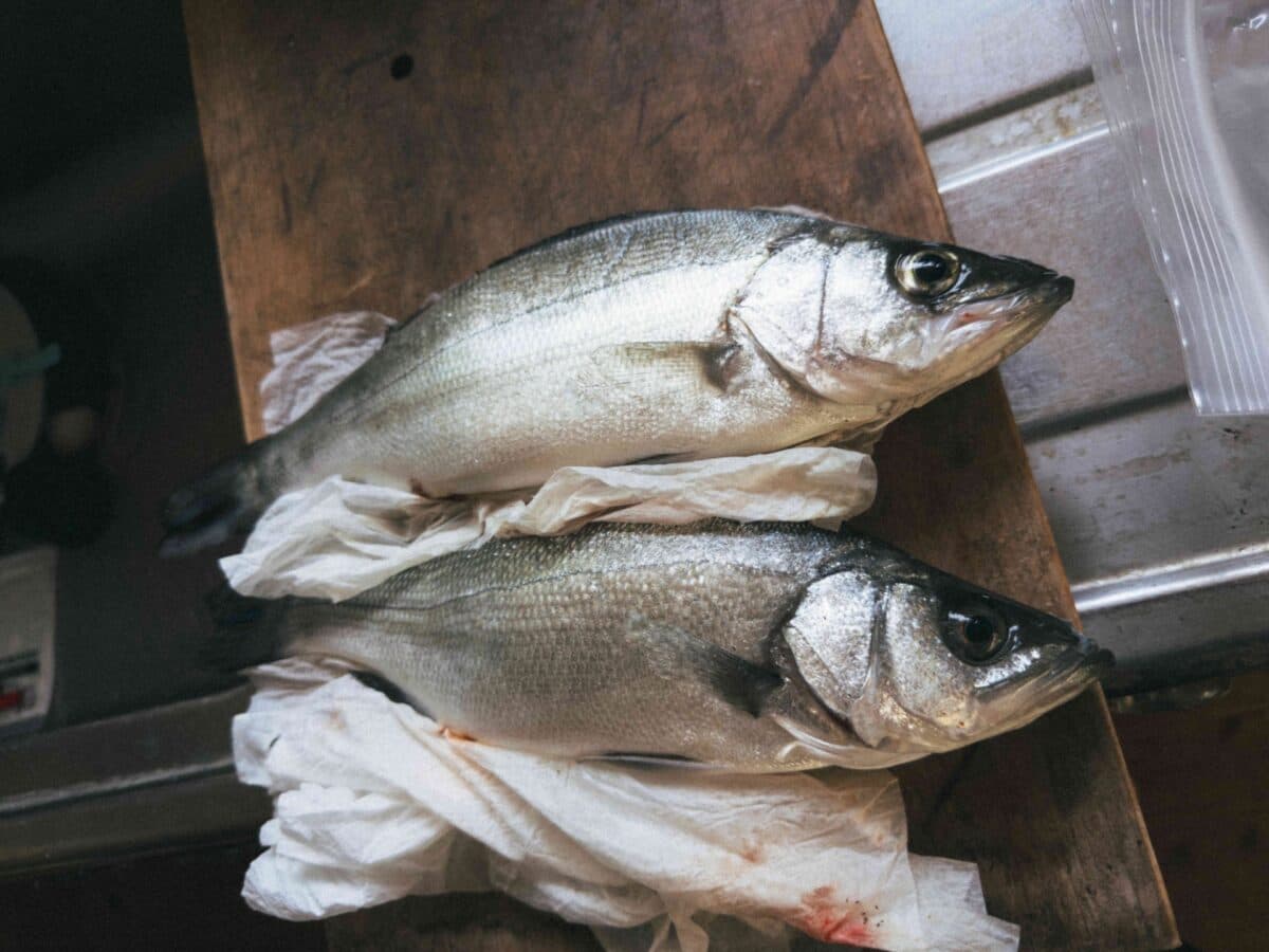 【徳島釣り】夏のヒラセイゴ釣り