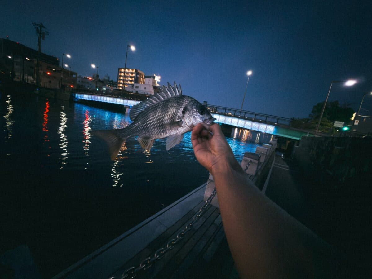 【徳島市チヌ釣り】夏の夜のアーバンチニング