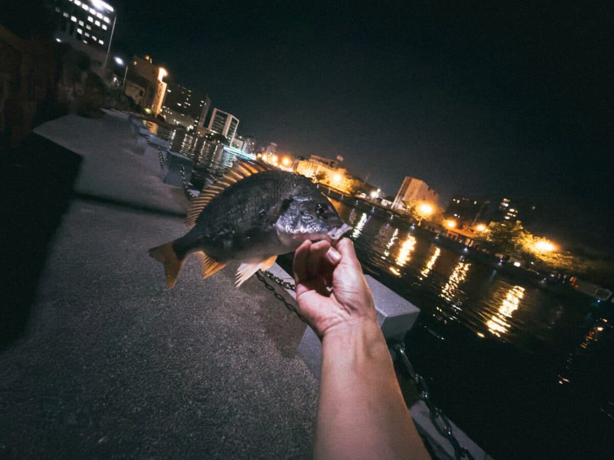 【徳島市釣り】2日連続、夏の夜のアーバンチニング