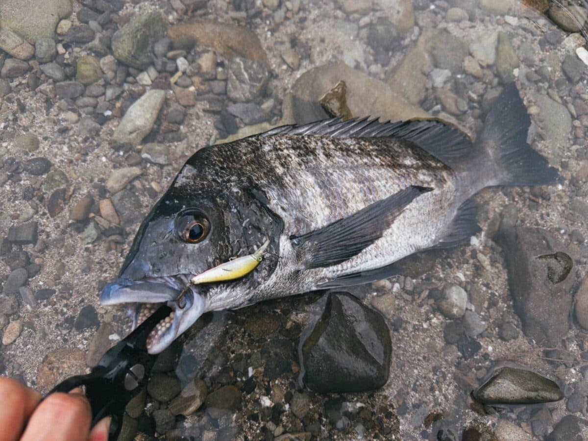【徳島釣り】チヌ釣り → ダツ狙い → テナガエビ獲り