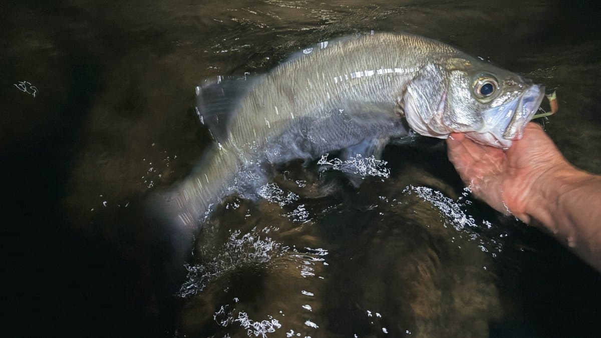 【徳島釣り】今シーズン初、ヒラスズキ!
