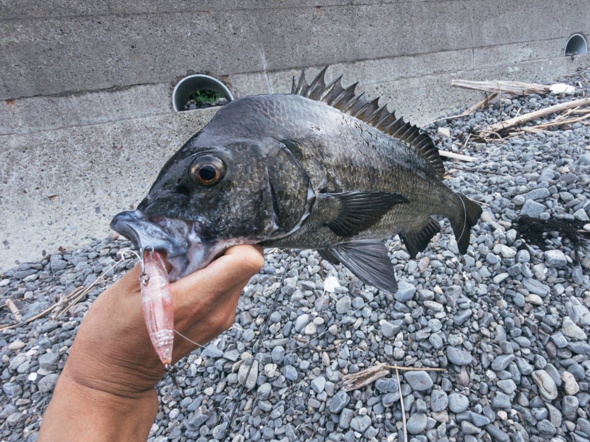 【徳島釣り】大潮狙ってヒラスズキ75cm!