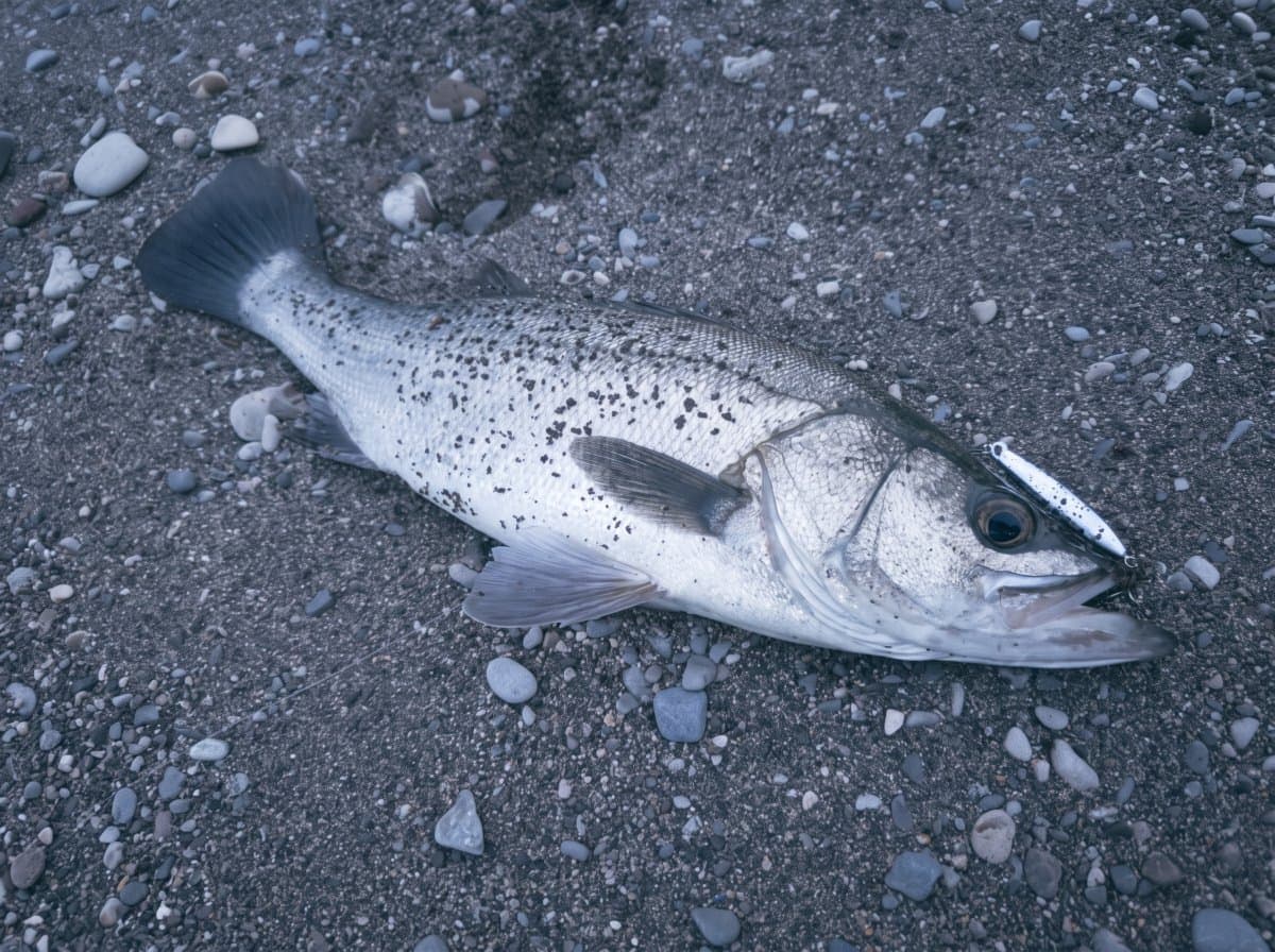 【徳島釣り】大潮狙ってヒラスズキ75cm!