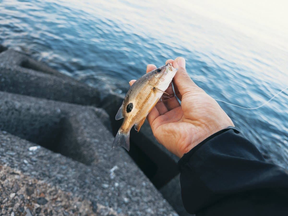 【徳島の釣り】豆アジが湧いている!アジングがめちゃ楽しい!