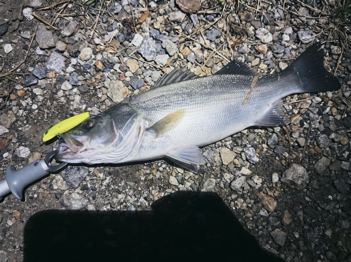 【徳島釣り】秋の超高活性!大型ヒラスズキをバラす!