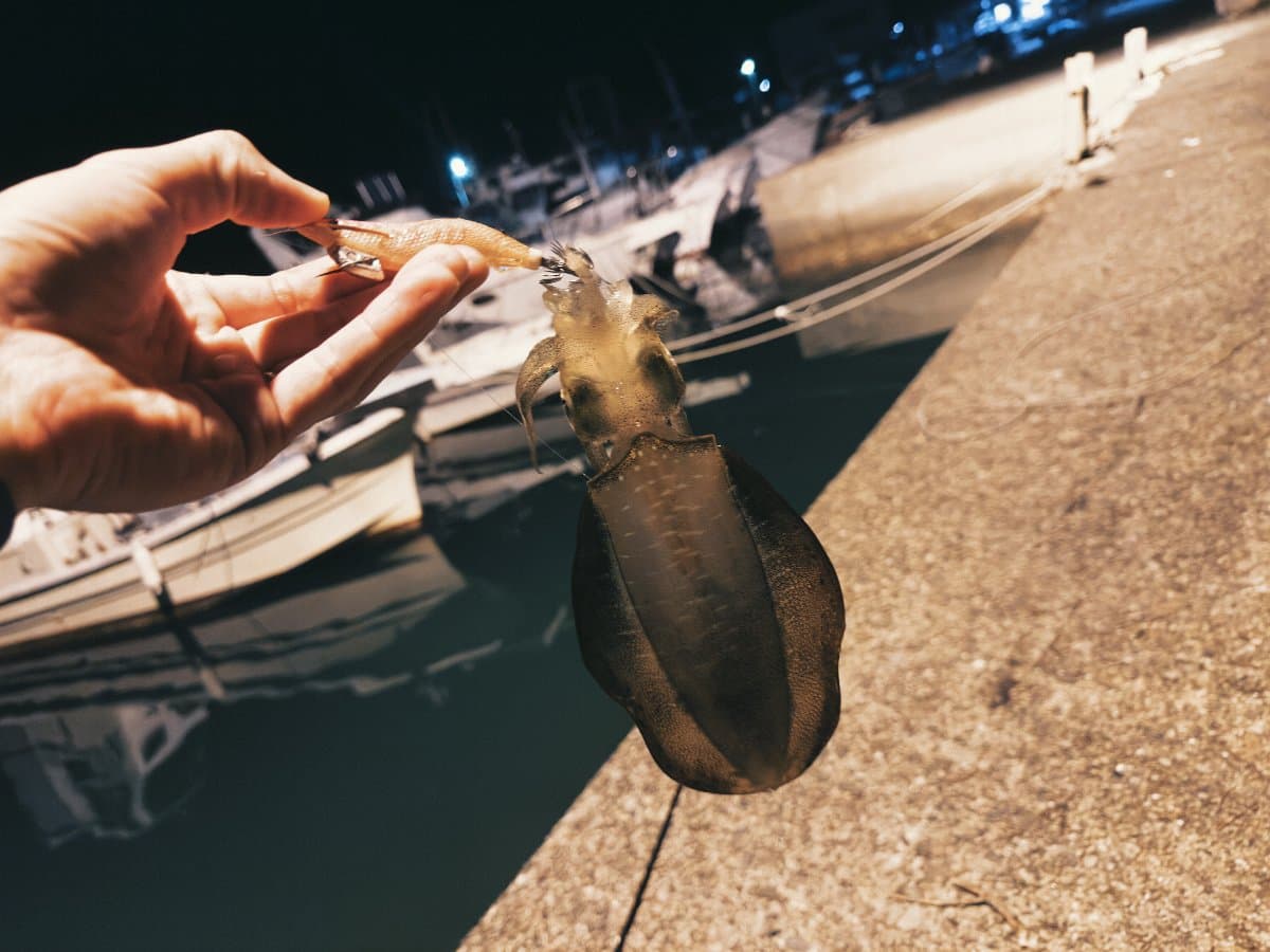 【徳島釣り】アジ狙いからのアオリイカ